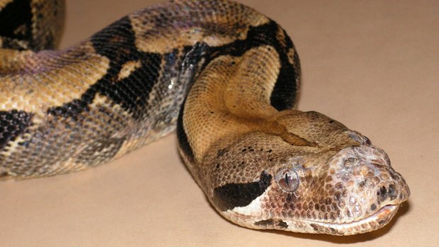 A search is under way for a boa constrictor mistakenly released by Queensland police.