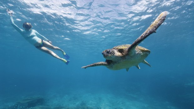 The World Heritage status of the Great Barrier has been confirmed - for now.