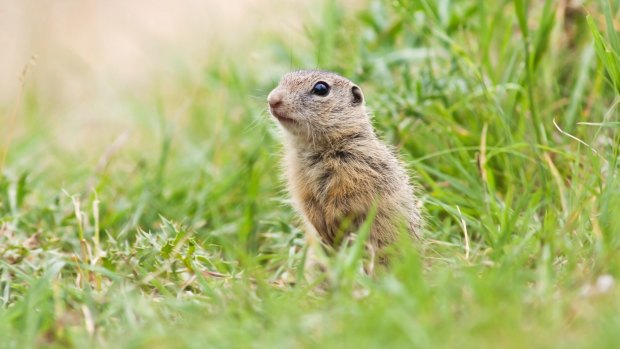 Scientists are studying how the Arctic ground squirrel can get so cold without dying.