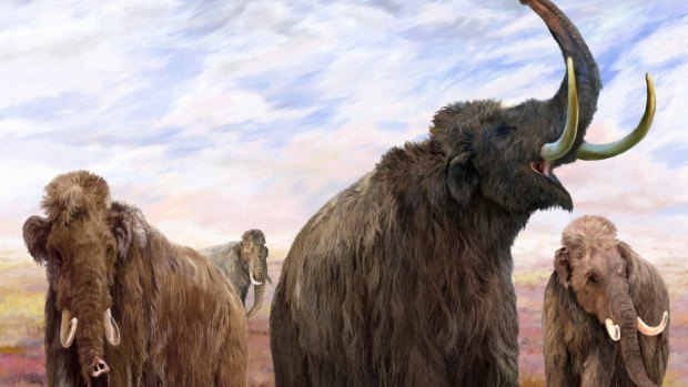 Mammoths lived in late Paleolithic period, which stretched from about 200,000 BC to 10,000 BC.
