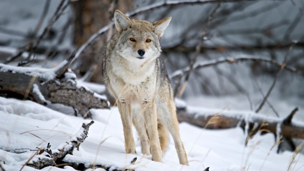 The cold months in Yellowstone are the ideal time for spotting wildlife such as this coyote.