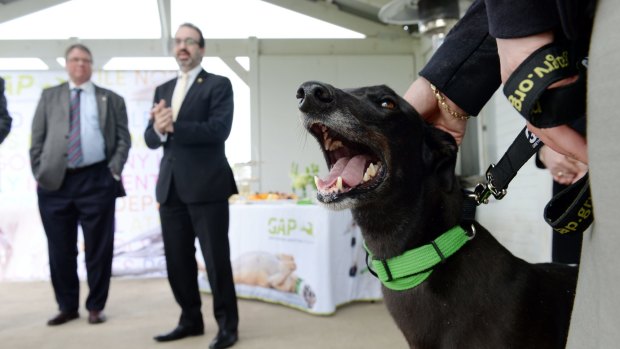 Minister for Racing Martin Pakula says greyhounds could get a reprieve from death row if they race into old age.