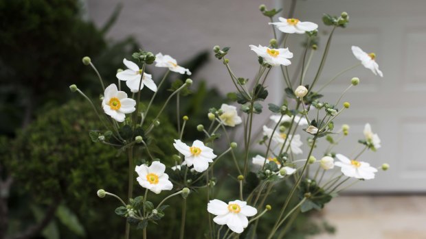 Japanese anemone's delicate flowers appear at the end of summer.