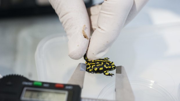 Each corroboree frog is measured and weighed before being released.