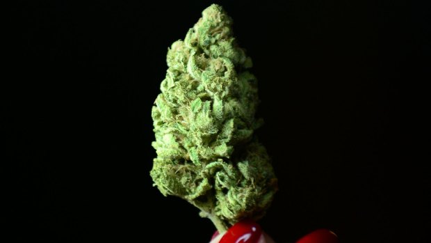 The push to legalise medical marijuana in WA is gaining momentum.