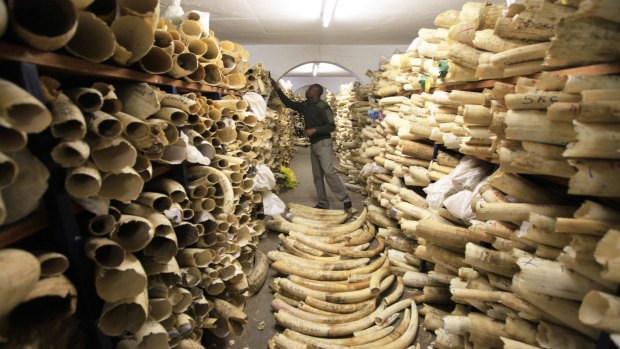 A Zimbabwe National Parks official inspecting the country's ivory stockpile in Harare. 