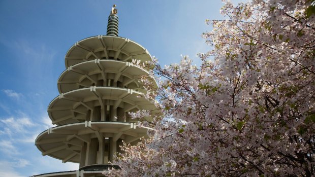 The Peace Pagoda and cherry blossom in San Francisco's Japantown. 