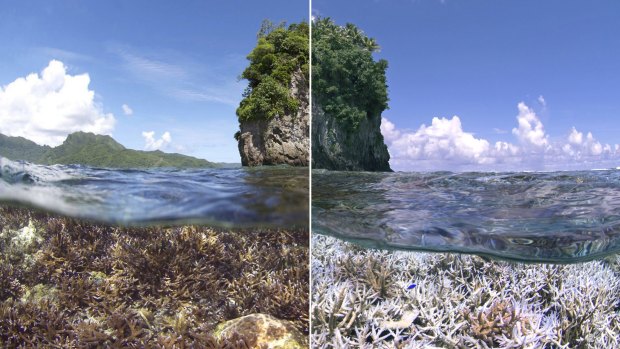 A before and after image of coral bleaching in American Samoa.