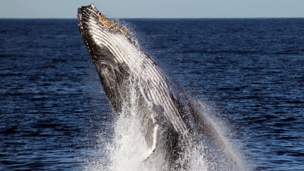 Sanctuaries near the Abrolhos Islands are habitats for humpback whales, blue whales, sea lions, and the western rock lobster, says environment group Pew.