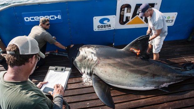 A file photo of a shark being tagged by OCEARCH.