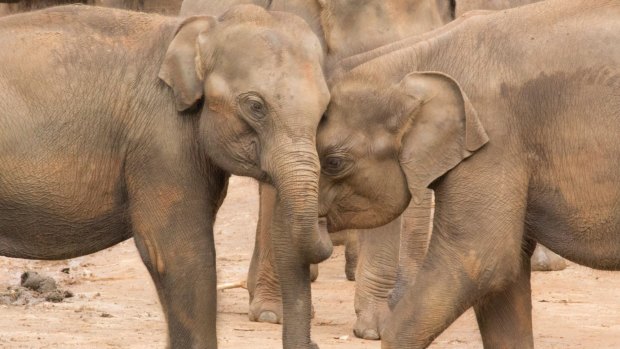 Young elephants at Udawalawe, Sri Lanka's Elephant Transit Home.