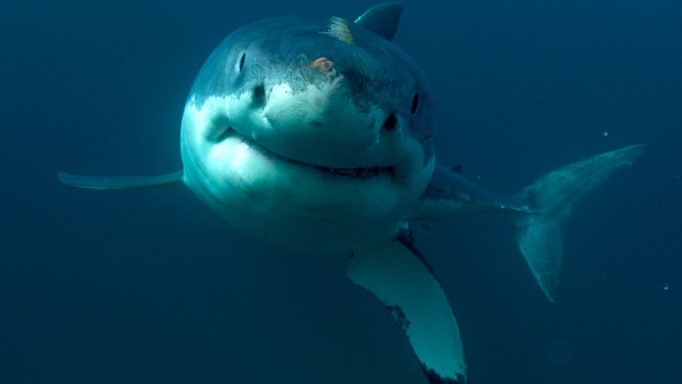 Shark exemption: Nets ''trial'' extended for another two years.
