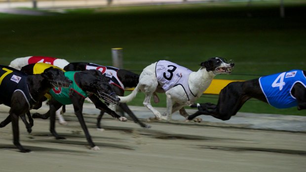 Greyhound racing has been under pressure in Queensland after a live baiting scandal.