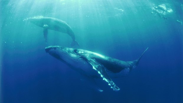 A humpback mother and calf.