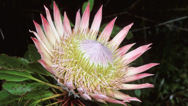 A King Protea in bloom. 