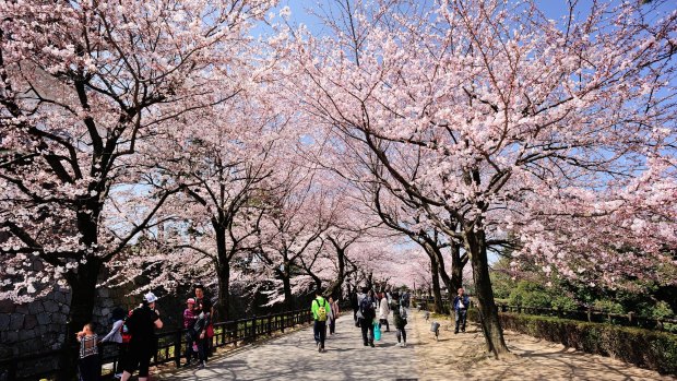 Catherine Marshall's award-winning portfolio included a story on Japan's cherry blossom season. 