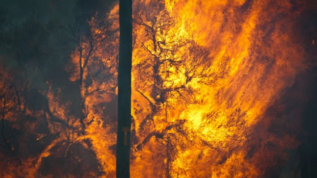 Flames burn a tree as firefighters battle two fires on Tuesday afternoon.