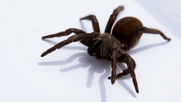A Sydney baby has suffered a suspected funnel web spider bite.