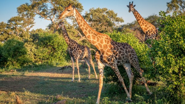 Giraffes in Kruger National Park, South Africa.