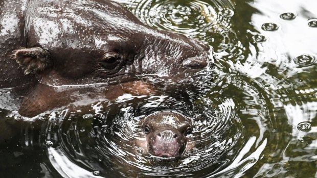 Taronga Zoo's pygmy hippo calf, seen with her mother, Kambiri, is doing swimmingly.  