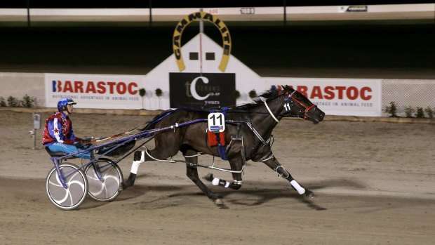 Arden Rooney easily wins the Terang Pacing Cup.