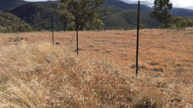 A kangaroo exclusion fence at Scottsdale property, run by Bush Heritage. Foreground shows grassland recovery without roos grazing.