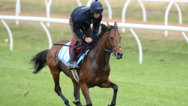 Under the radar: Rekindling has barely raised a headline since arriving in Melbourne for the Cup.