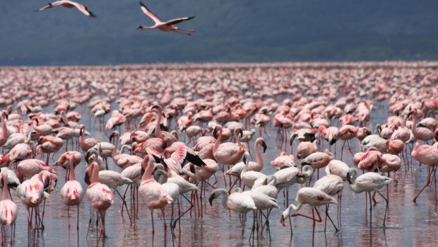 Pink Flamingos at Lake Nakuru.
