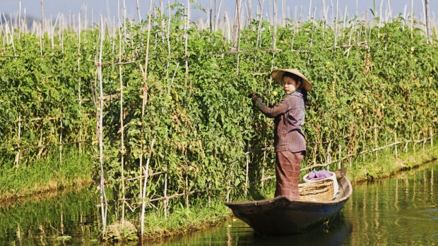 A local woman collecting tomatos in floating tomato garden on Inle Lake.