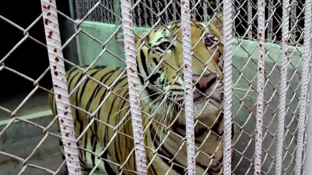 A tiger stands in a cage at a property in Kanchanaburi province, west of Bangkok.
