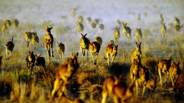 Kangaroos in plague proportions in drought-ravaged Queensland are increasingly invading towns in search of food and water.
