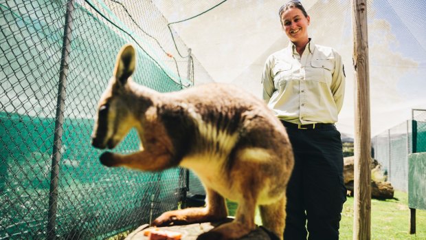 Senior wildlife officer Dr Jennifer Pierson with Lily, a three-year-old yellow-footed rock wallaby who is a surrogate mother to a young southern brush-tailed rock Wallaby.