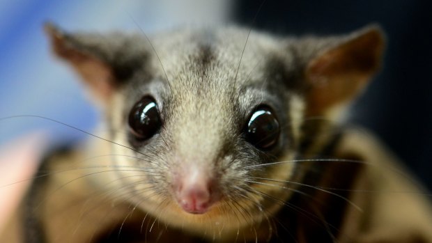 The Leadbeater's possum, which environmentalists say is at risk of extinction from logging.