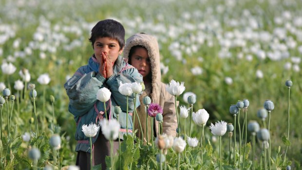 Afghan children work in an opium poppy field in 2014 in Passau Village, Helmand province.