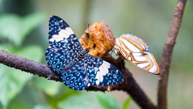 Butterflies near Iquitos, Peru, gateway to the Amazon. 