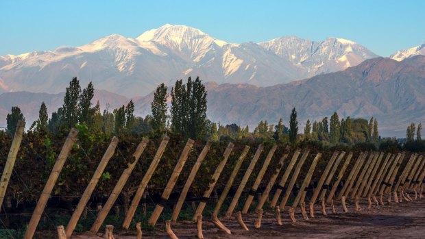 The Andes Mountains provide a stunning backdrop to the  Mendoza wine region.