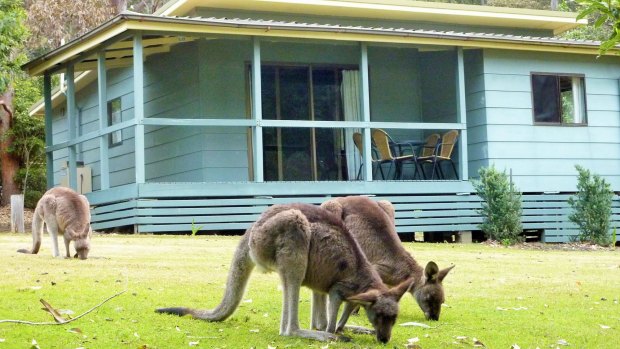 Kangaroos graze outside the cabins at Depot Beach.