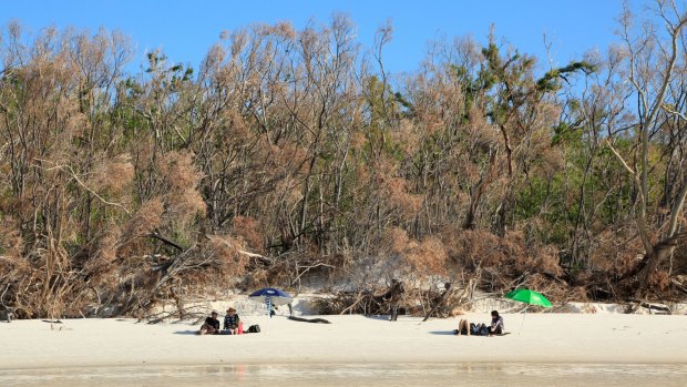 The trees along Whitehaven Beach were damaged during Cyclone Debbie.