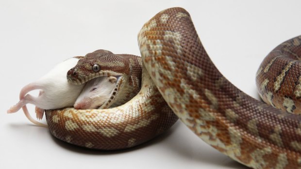 A centralian python eats a dead mouse at the Snakes Alive display.