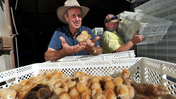 NSW Farmers Egg Committee chairman Bede Burke with a new delivery of 27,000 day-old chicks.
