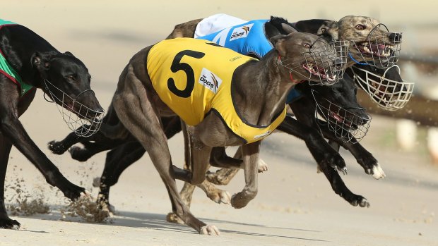 Out of action: At least half of all greyhounds bred to race were killed in the past 12 years.