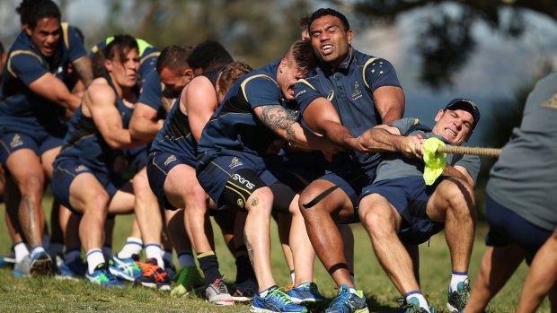 All for one: Coach Michael Cheika has gambled with the Wallabies pack.