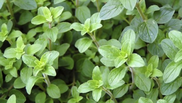 Oregano has become a staple in kitchens with the growing popularity of Mediterranean cooking.