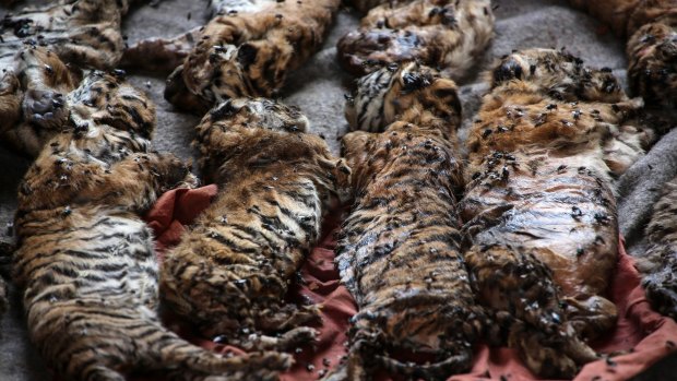 The carcasses of 40 tiger cubs found undeclared on display at the Tiger Temple.