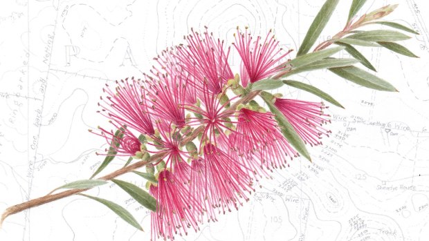 Callistemon sp. on Red Hill map. By Cheryl Hodges.