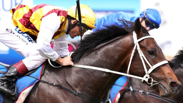 Nothing in it: A fast-finishing Preferment just misses out in the Geelong Classic.