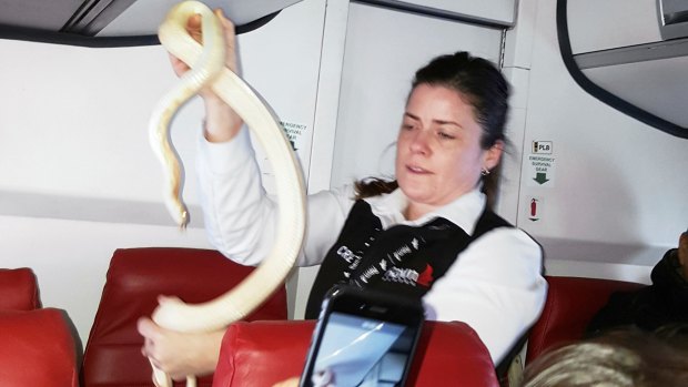 The job is about safety and security, including handling snakes that escape mid-flight. Pictured, Ravn Alaska flight attendant captures as snake on a March 19 flight this year.