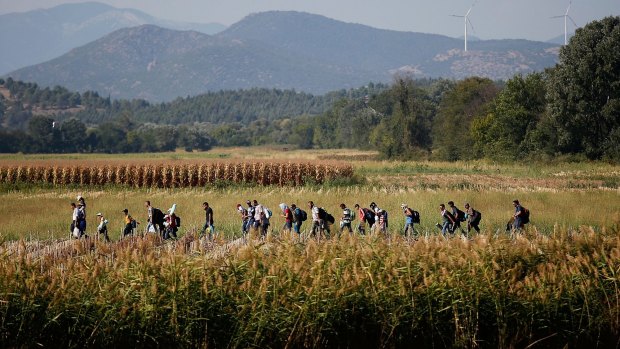 Syrian migrants cross though a cornfield as they walk to a border crossing on the Greek and Macedonian border.