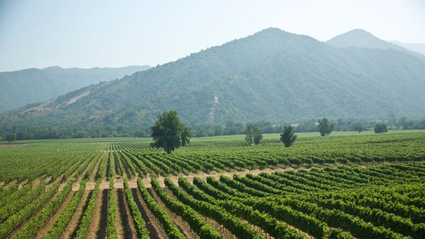 The Casa Blanca Valley wine growing region west of Santiago, Chile.