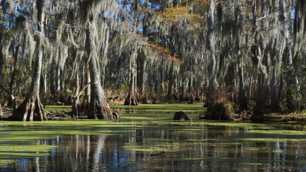 What lurks in the swamps of New Orleans?